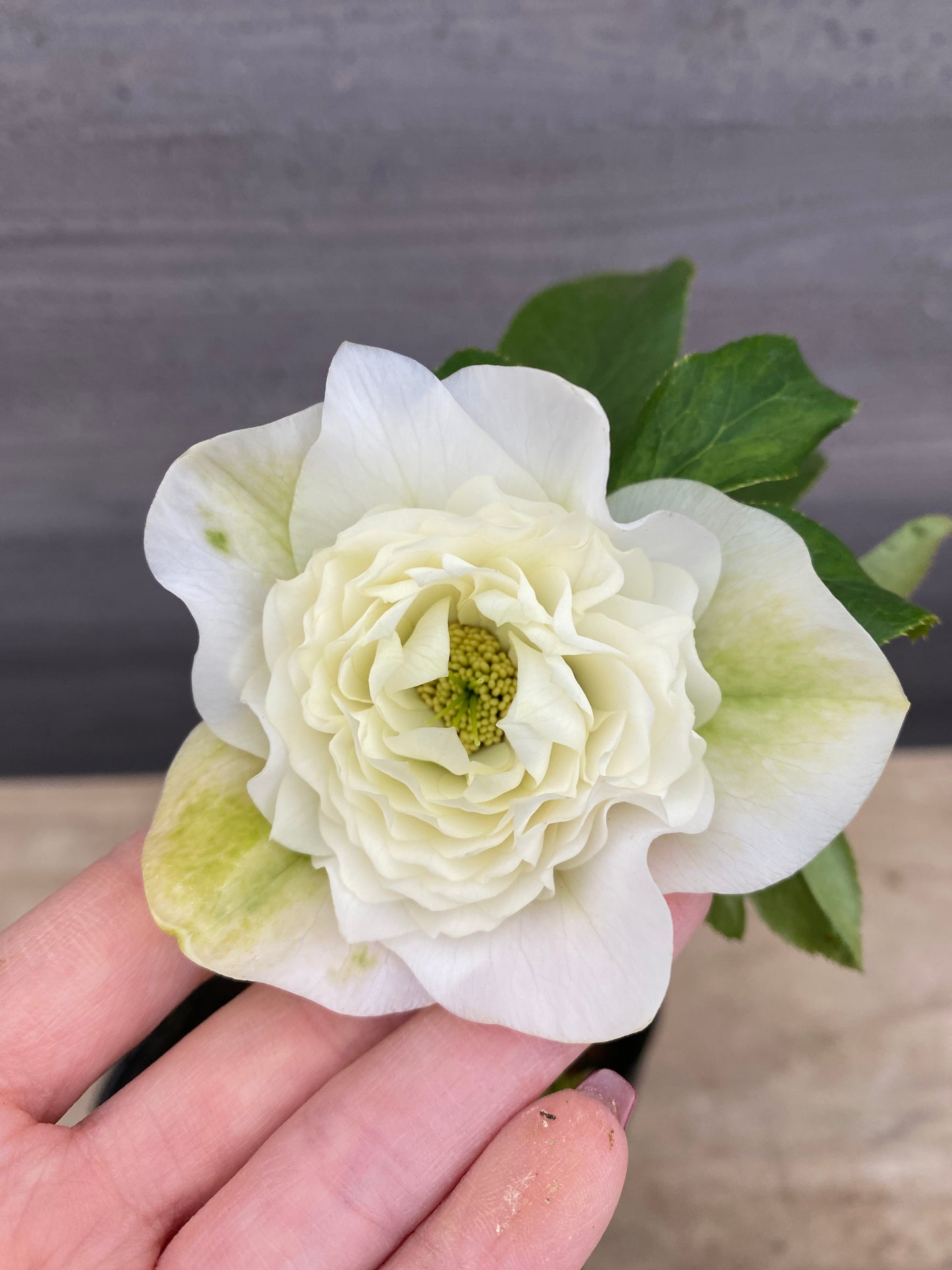 No.05105　横山園芸★クリスマスローズ　プリマドレス　5号苗ポット