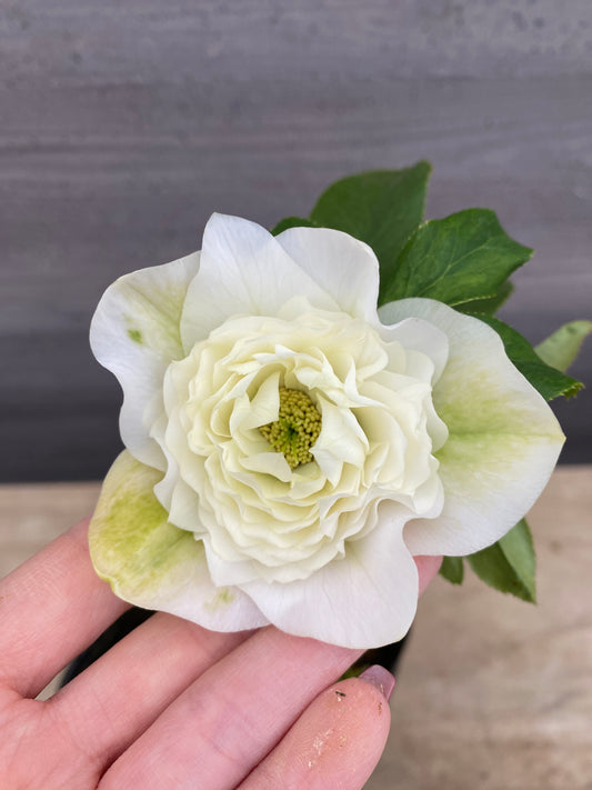 No.05105　横山園芸★クリスマスローズ　プリマドレス　5号苗ポット