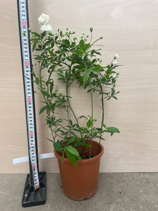 No.06031 モッコウバラ 白 5号鉢