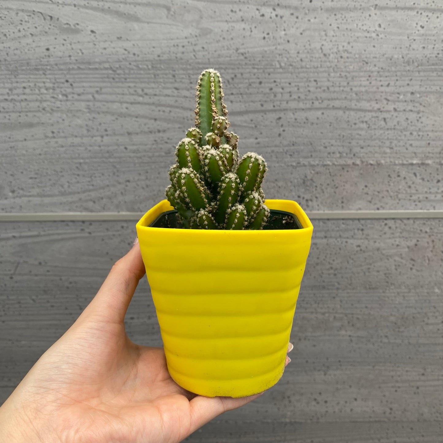 No.08004　多肉植物　5点セット