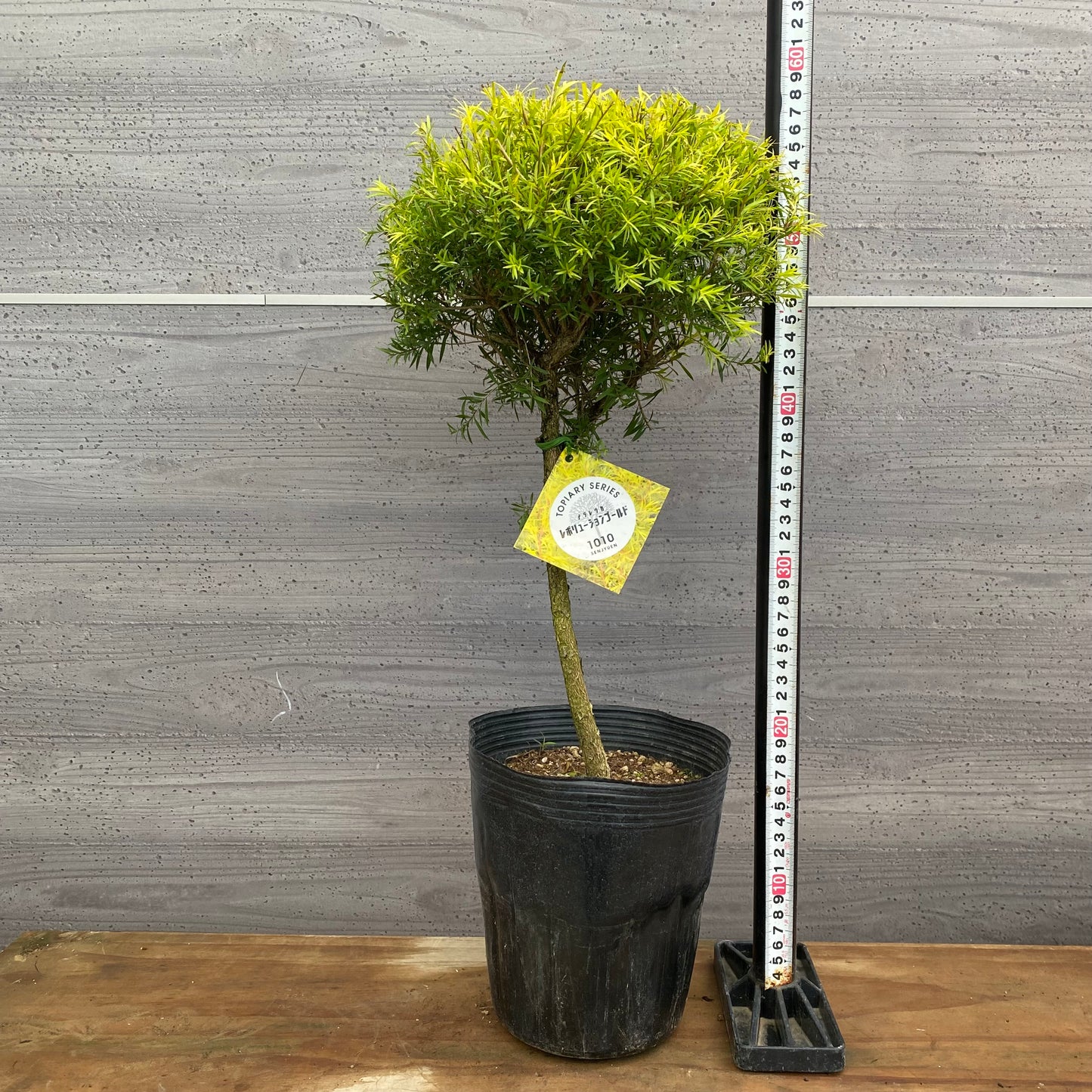 市場仕入れ即売会　No.25077　メラレウカ　レボリューションゴールド　6号苗ポット