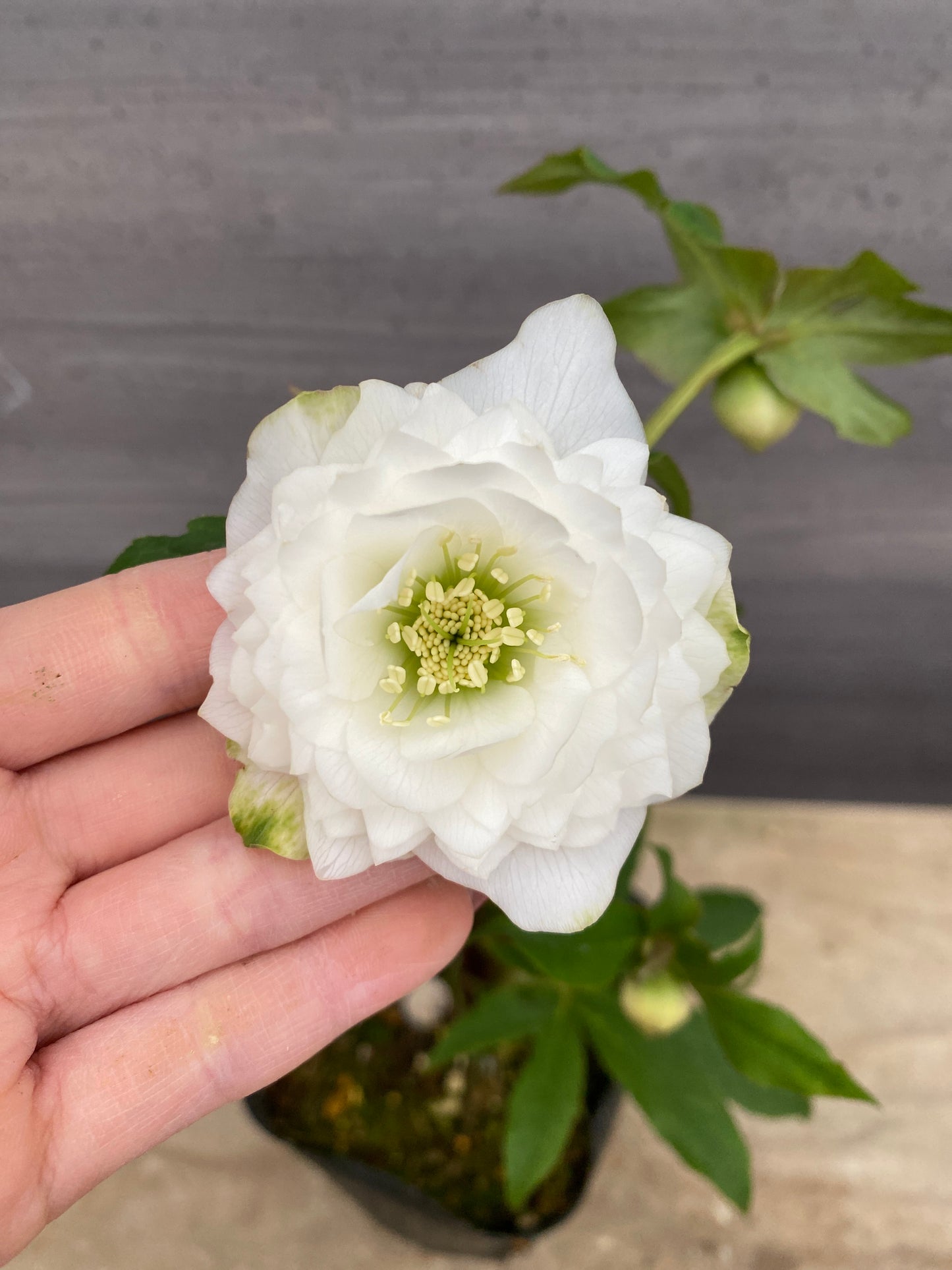 No.05130　横山園芸★クリスマスローズ　プリマドレス　5号苗ポット