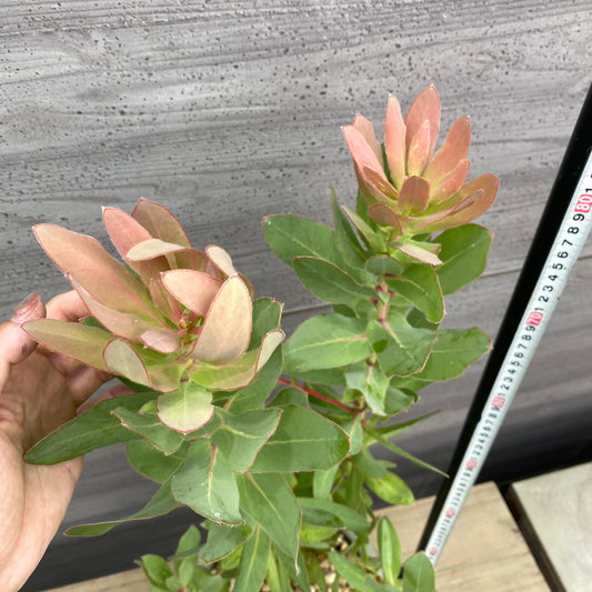 社長植栽★プロテア　エキシミア　RHS陶器鉢　グリーン