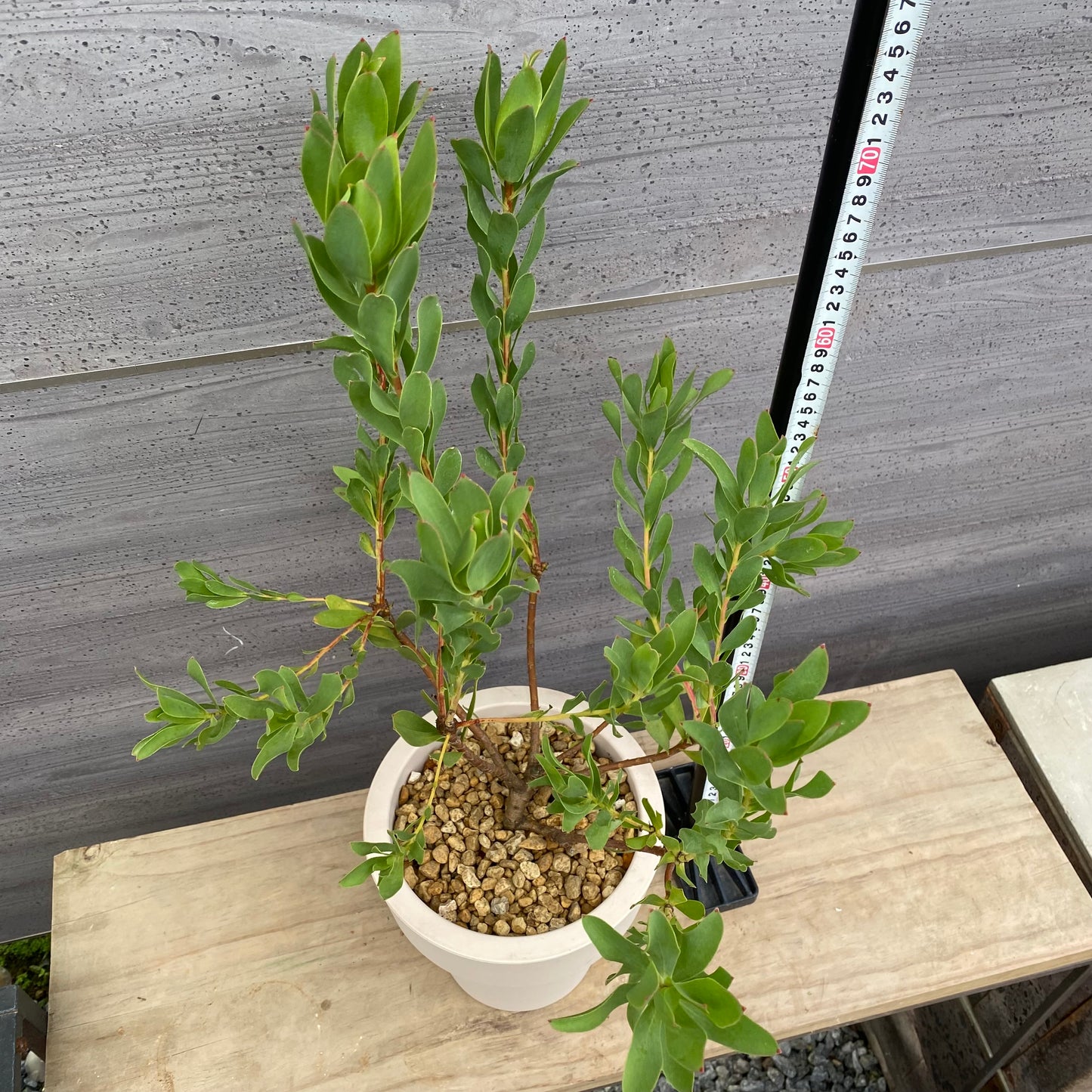 リュウカデンドロン　ライムマジック　オリジナルポット