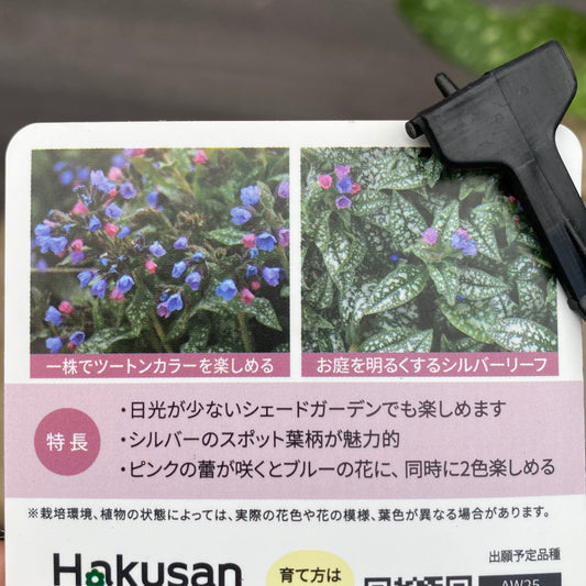 プルモナリア ピンクブルー 6号スリット鉢/オリジナル色