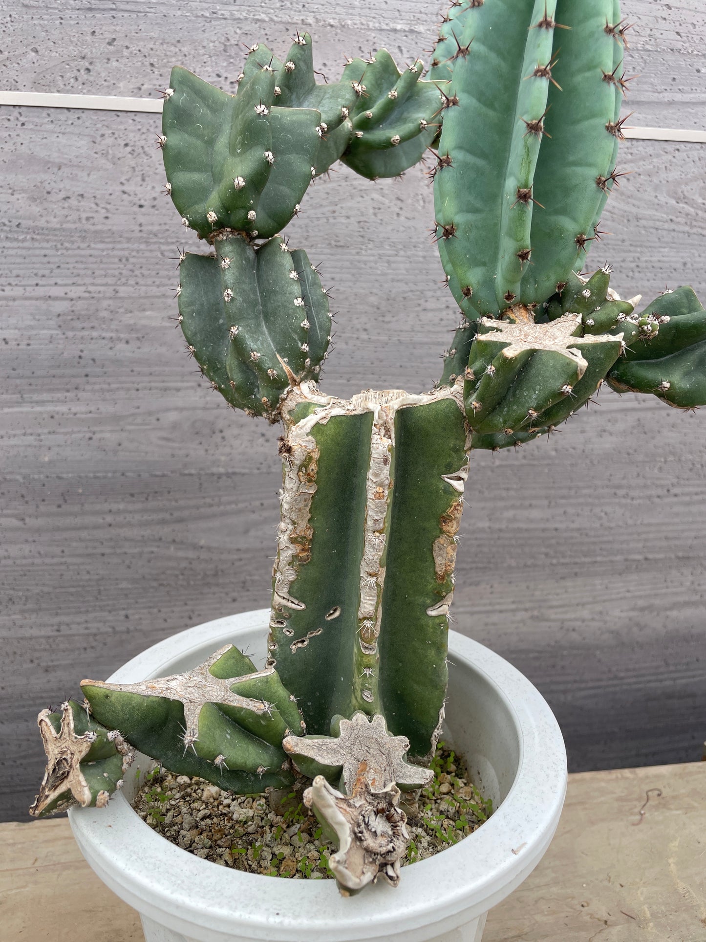 No.17005　サボテン　6号鉢