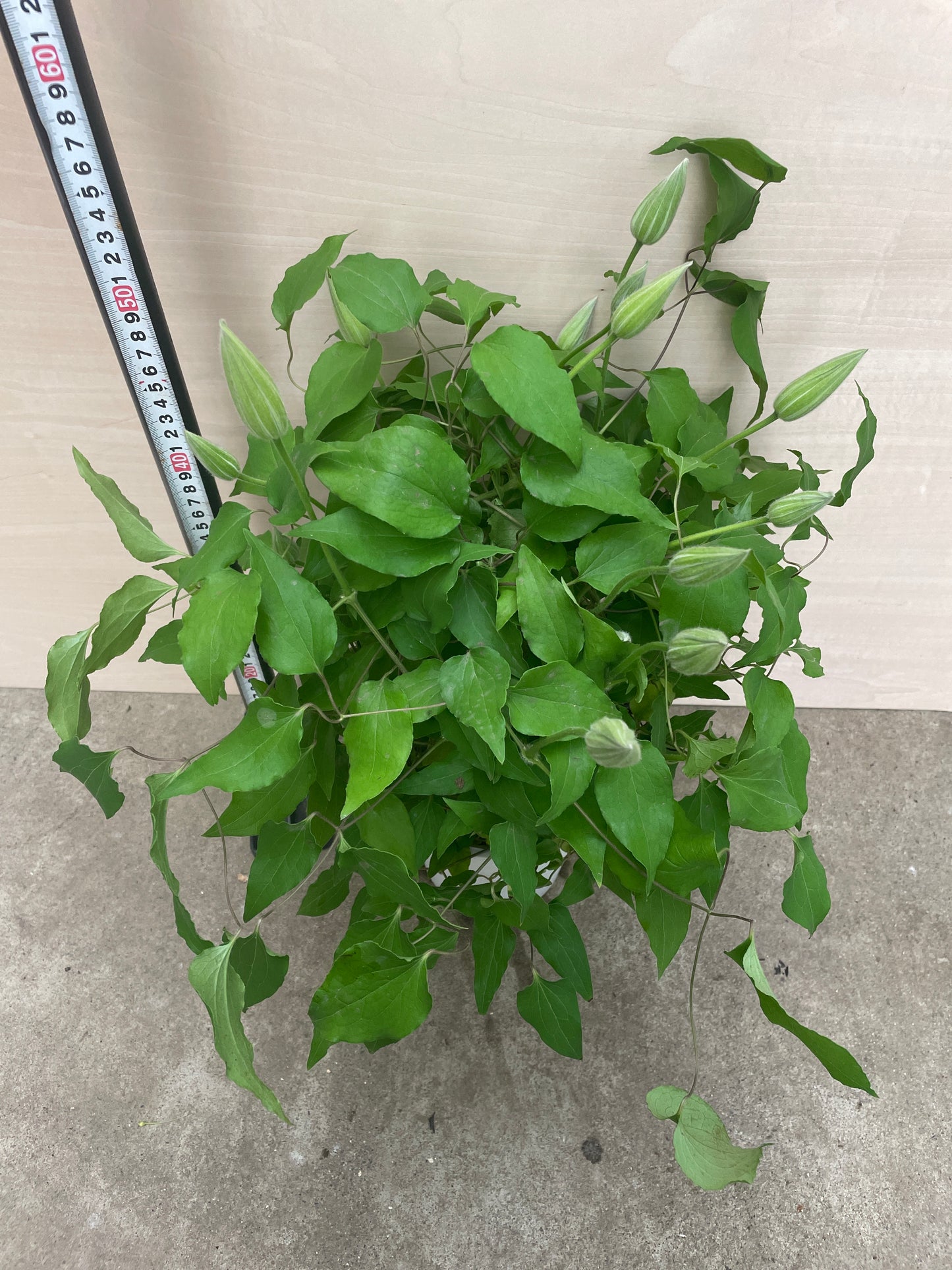 No.06060　クレマチス　ヤング　大輪系　6号鉢