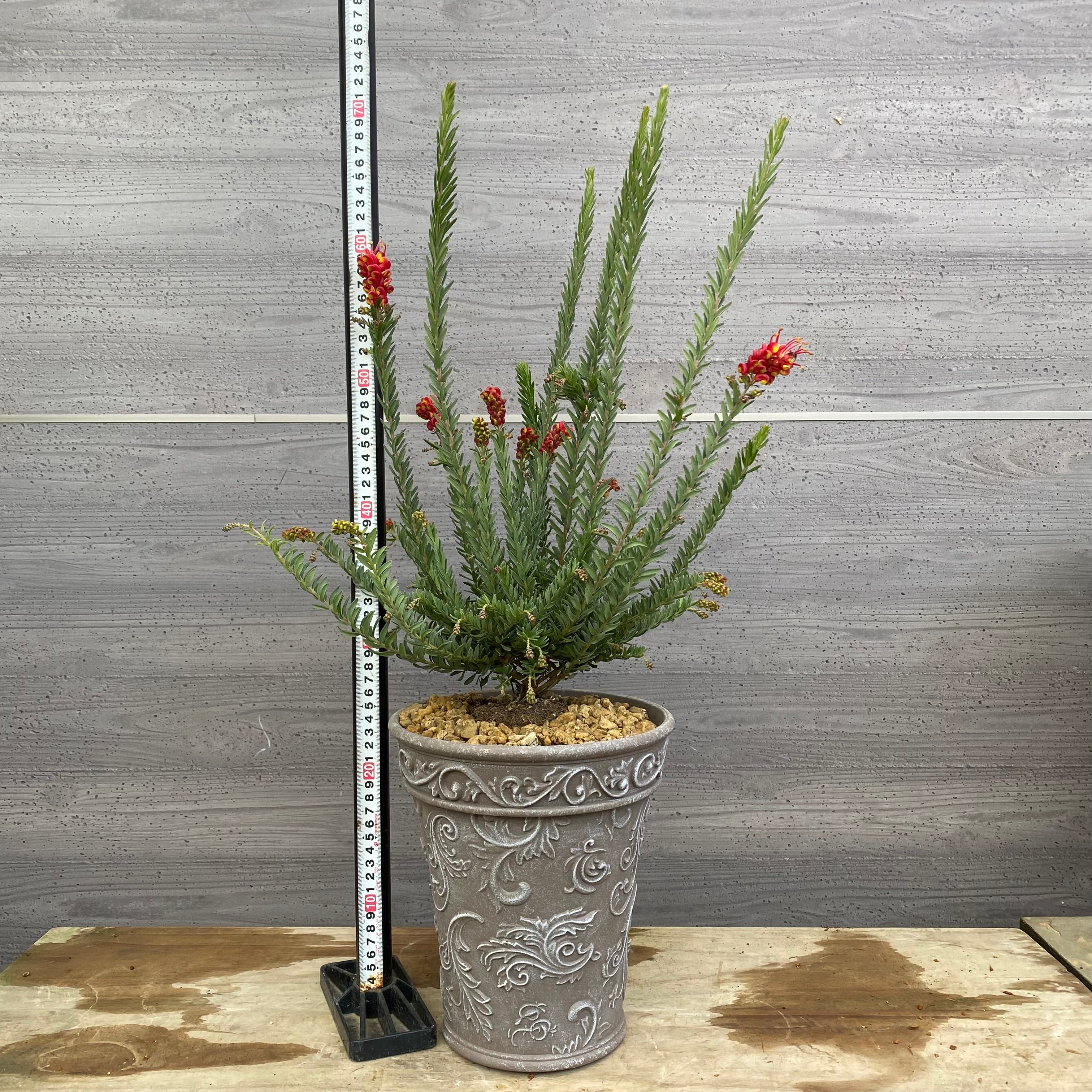 No.12015 グレビレア ファイヤーワークス グレープラ鉢 – 植物家族