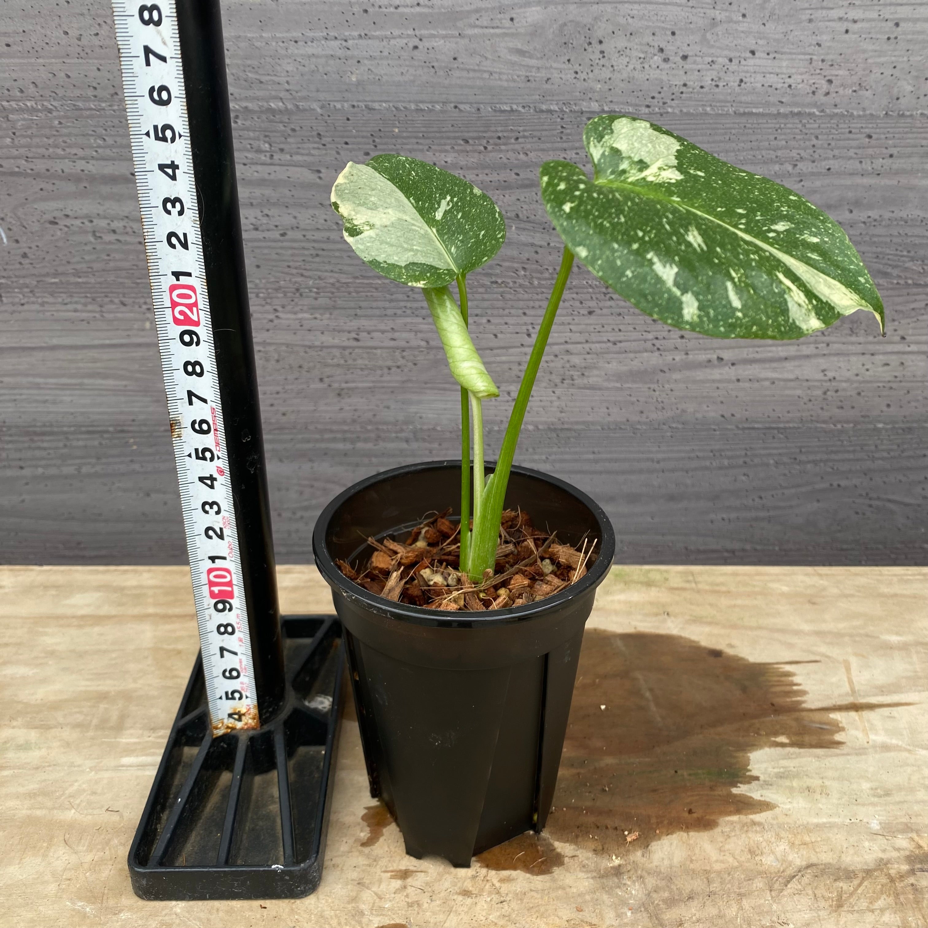 商品 – 植物家族