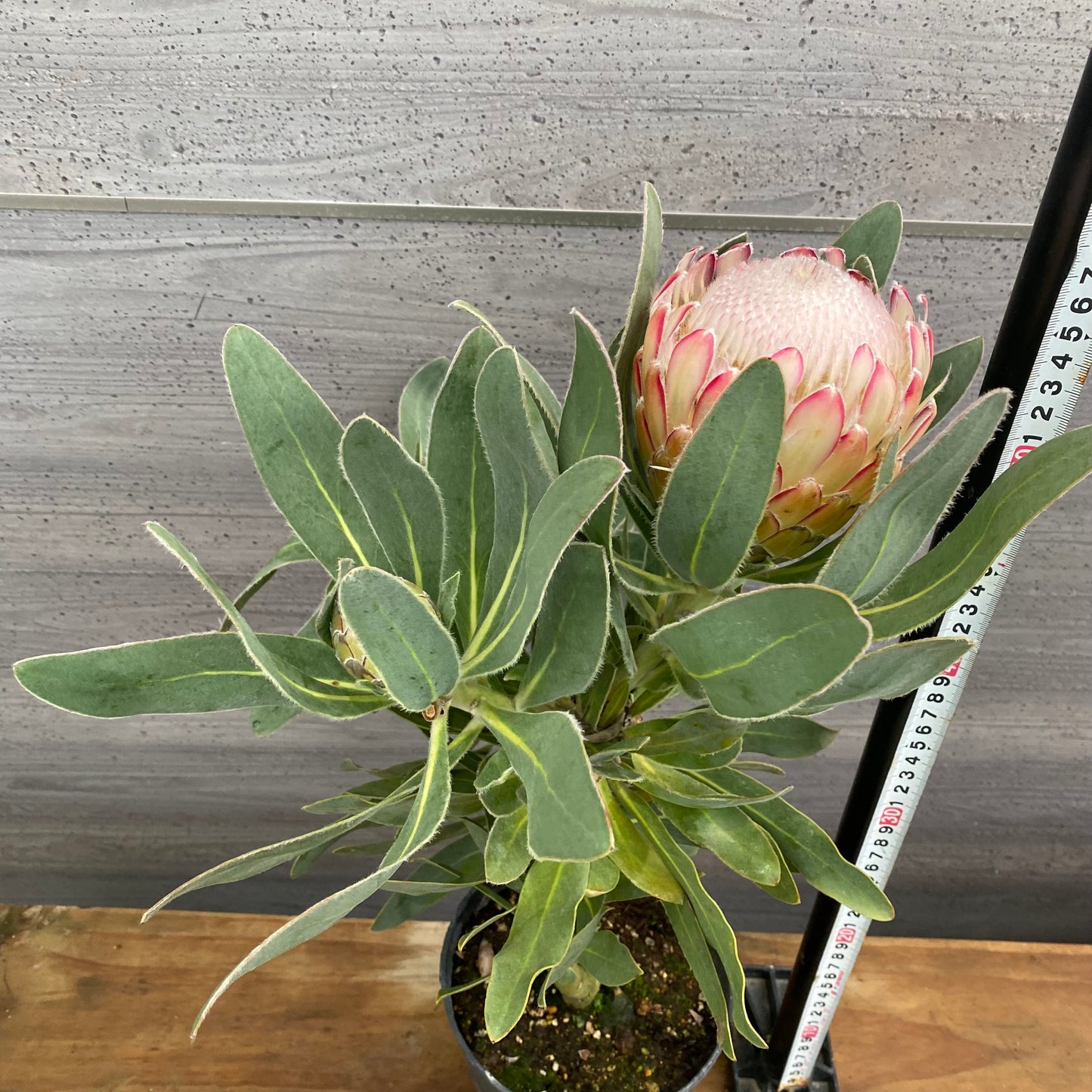 市場仕入れ即売会　No.25080　プロテア　スザーラ　5号鉢