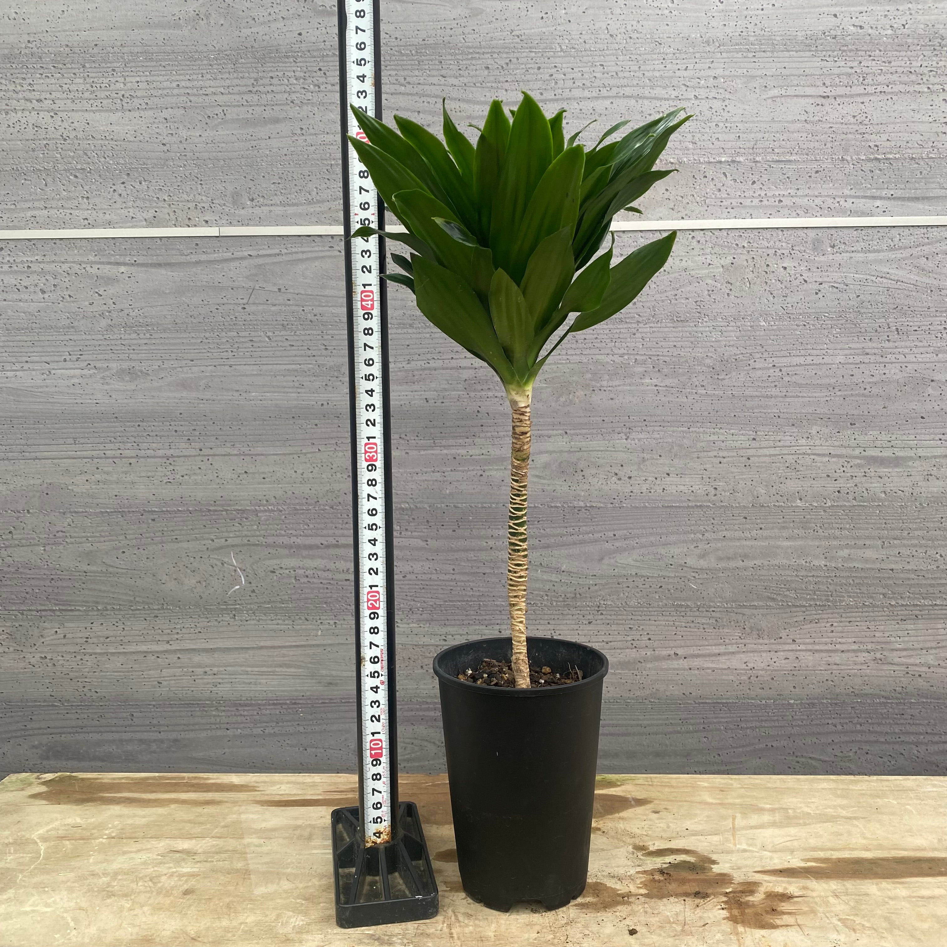 Pickup 全ての商品 – 植物家族