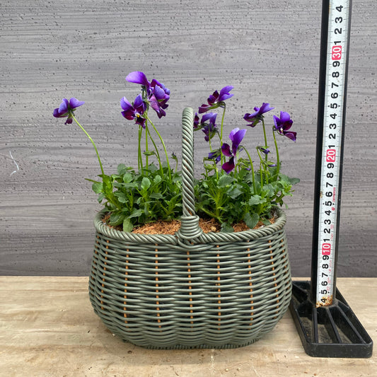 寄せ植えB　バスケット植え