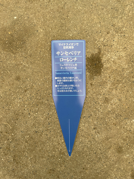 No.22023　サンスベリア　ローレンチ　4号鉢