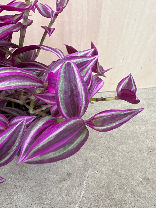 No.31024　トラディスカンティア　ピンクパラダイス　4号鉢