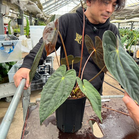 URBAN JUNGLE特集★U52　アンスリウム　パピリーラミナム　5号鉢