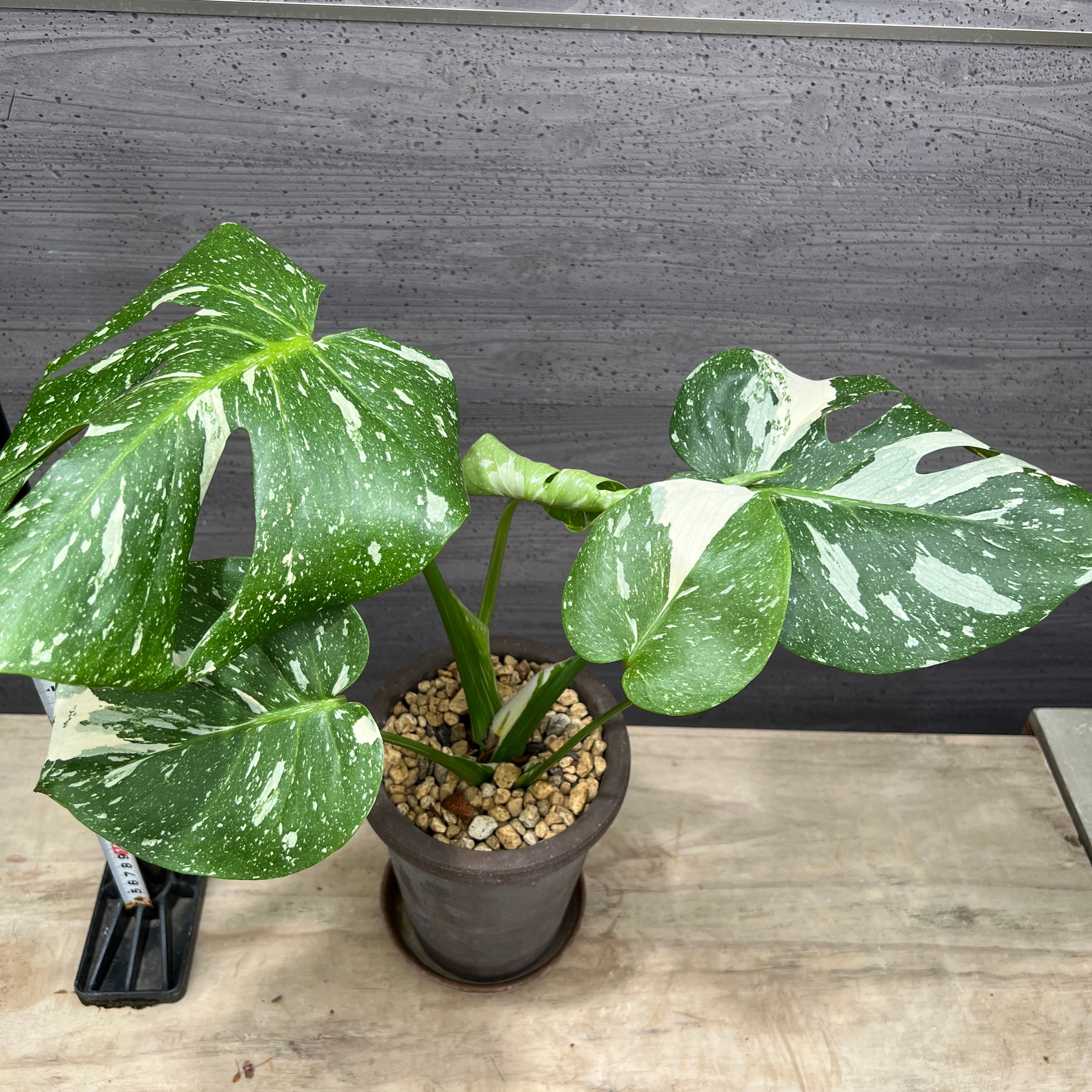 【引取限定】モンステラ 陶器鉢いり 観葉植物 中型 モンステラ 鉢皿付 陶器鉢 W15S | 移転祝い 開店祝い