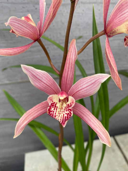 石田蘭園★和蘭　ふるさと(香る蘭)　蘭用肥料プレゼント