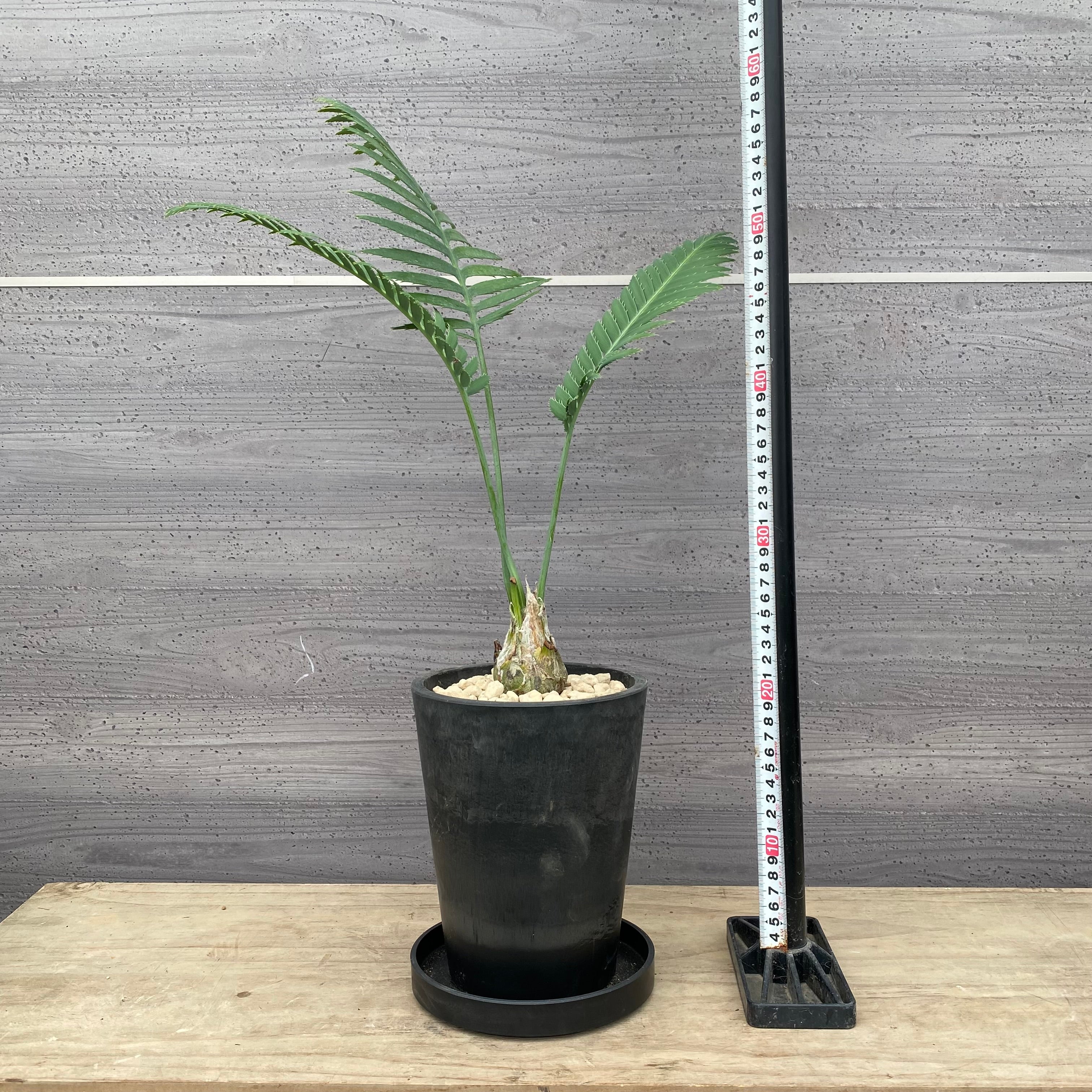 mikaさん専用【引き取り限定】アフリカンプリンス　特大サイズ　極上品　観葉植物 Pickup 全ての商品 – 植物家族