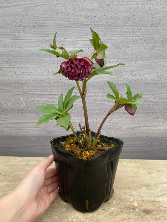 No.05128　横山園芸★クリスマスローズ　プリマドレス　5号苗ポット