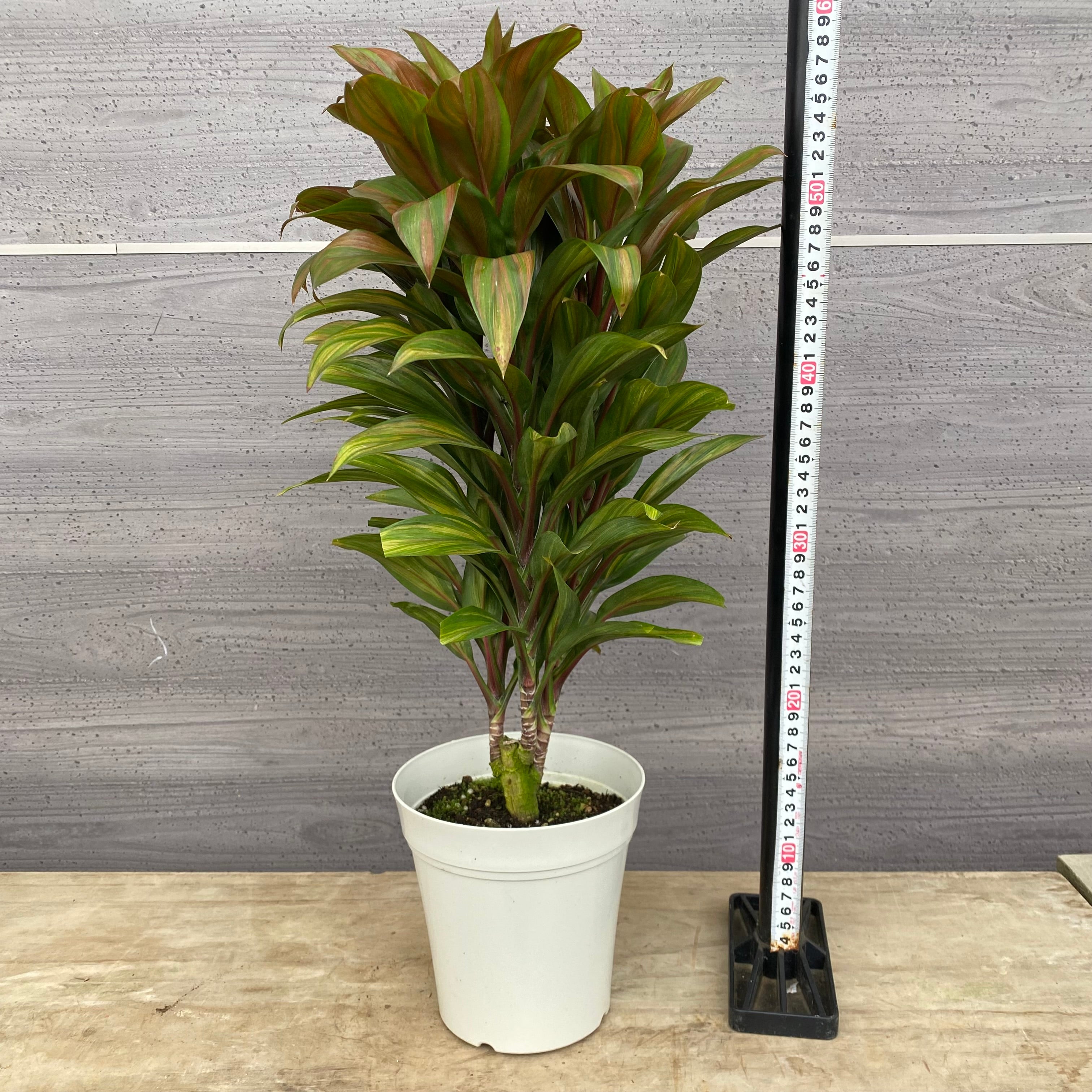 Pickup 全ての商品 – 植物家族