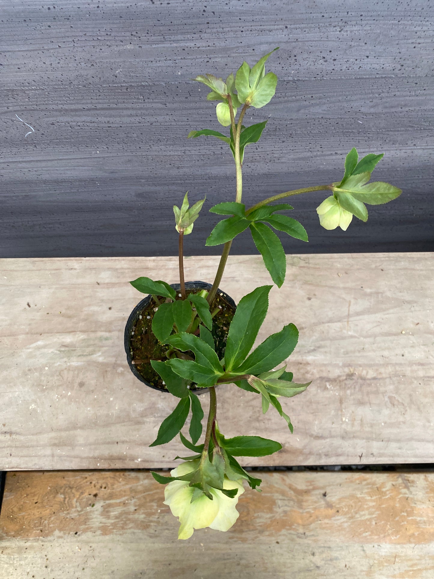 No.05145　横山園芸★クリスマスローズ　プリマドレス　5号苗ポット