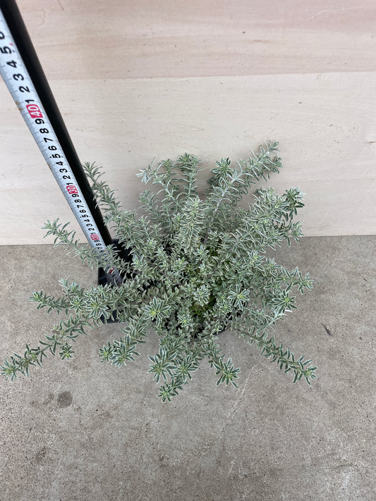 M58　ウエストリンギア　スモーキーホワイト　5号鉢