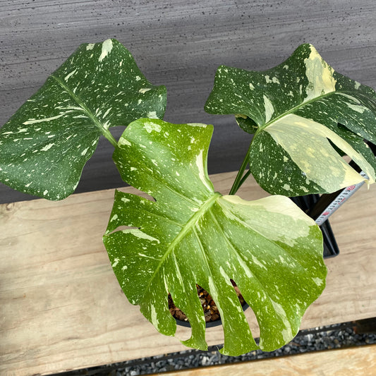 モンステラ タイコンステレーション No.3 黒ポット