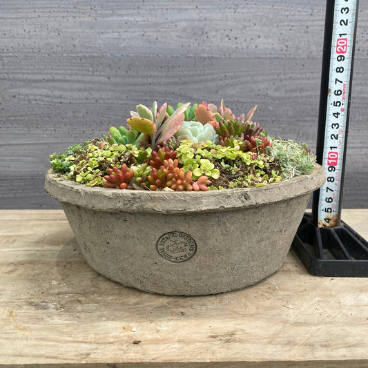 寄せ植えI キューガーデンポット