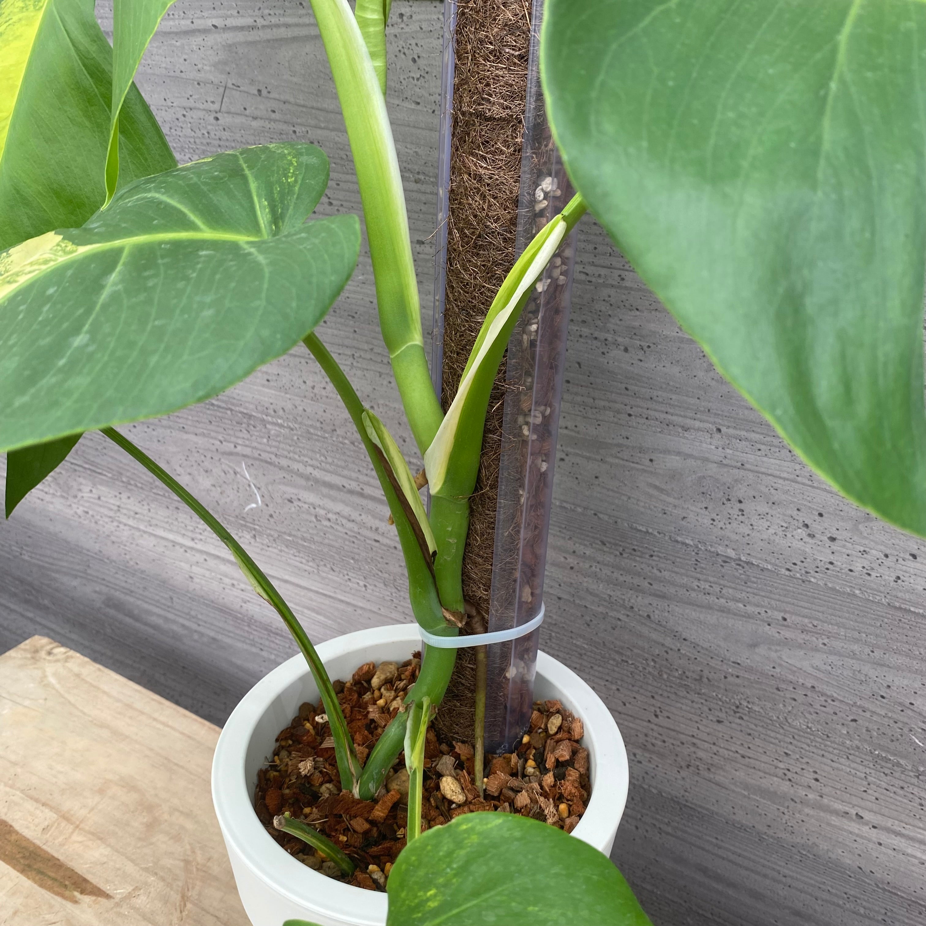 モンテスラ No.31019 モンステラ オーレア ねこ型登り棒 50cm – 植物家族
