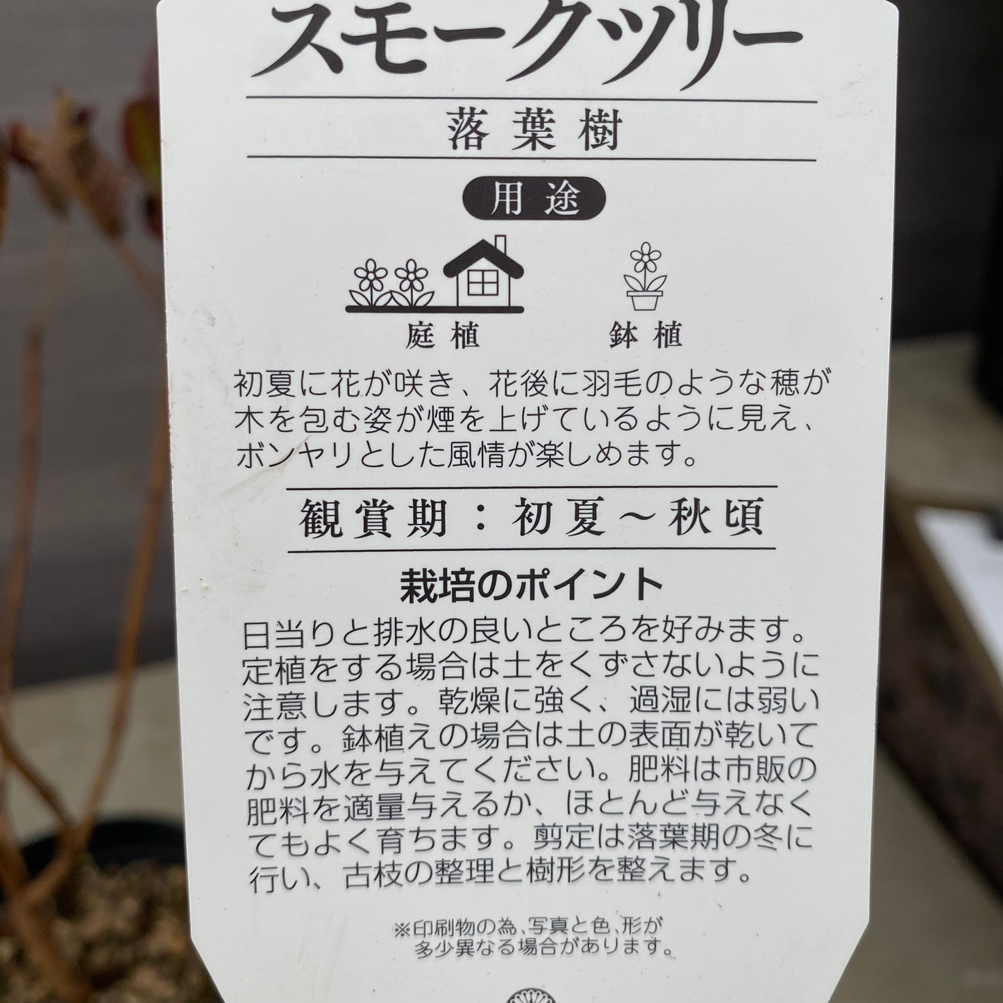 スモークツリー　レッド　4.5号