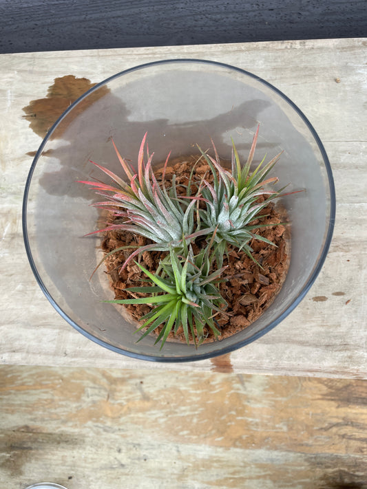 エアープランツ クリアケース入り