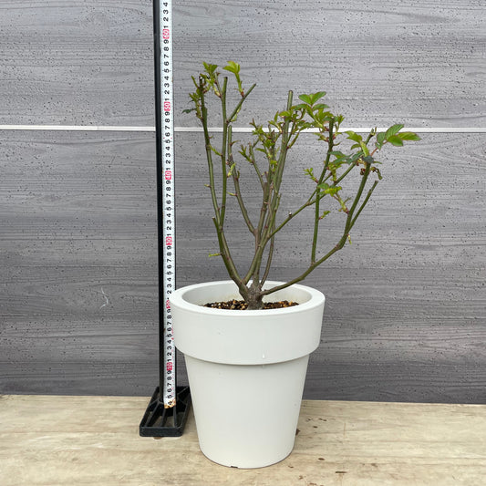 薔薇　シェエラザード　7号おすすめ白ポット