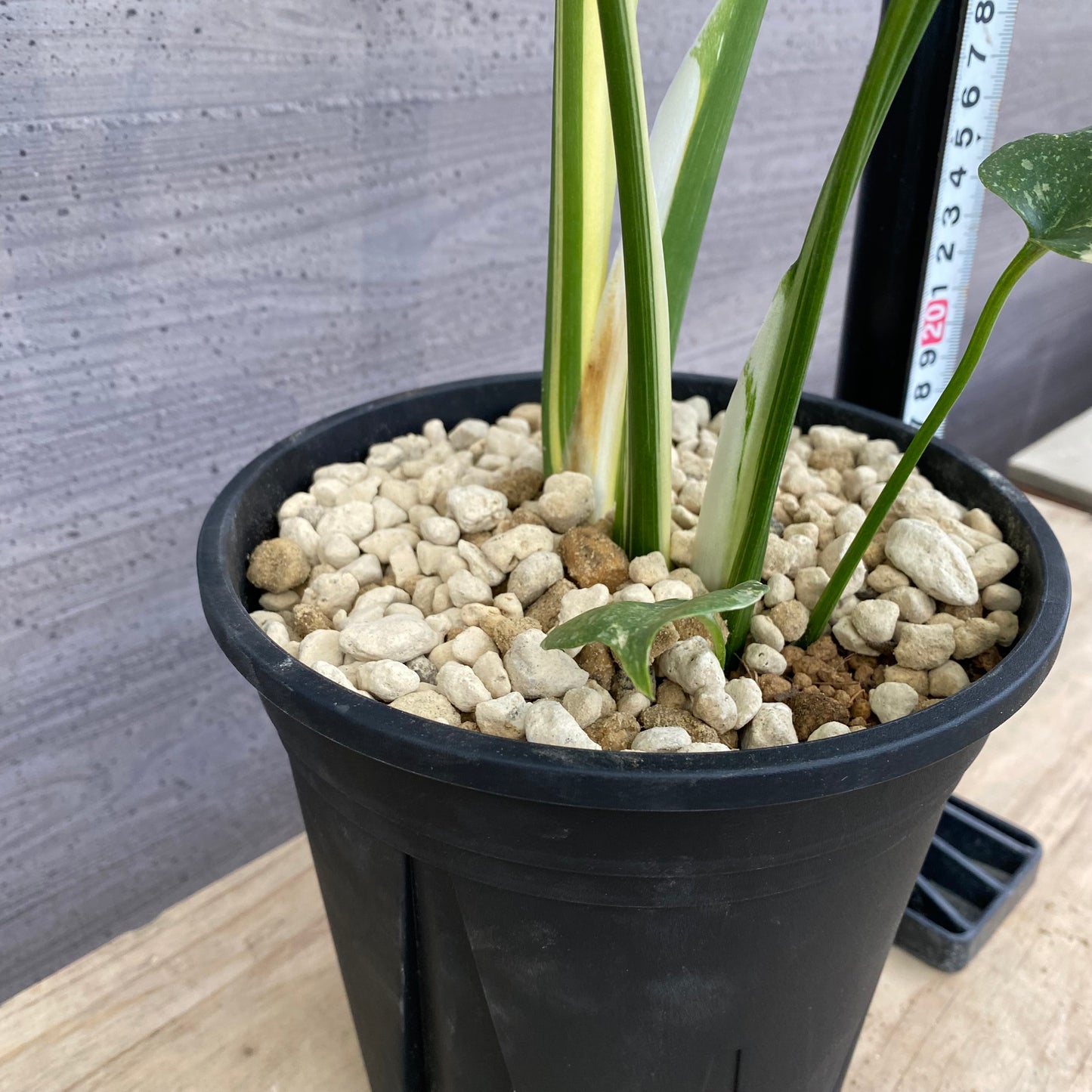 モンステラ　タイコンステレーション　No.1　黒ポット