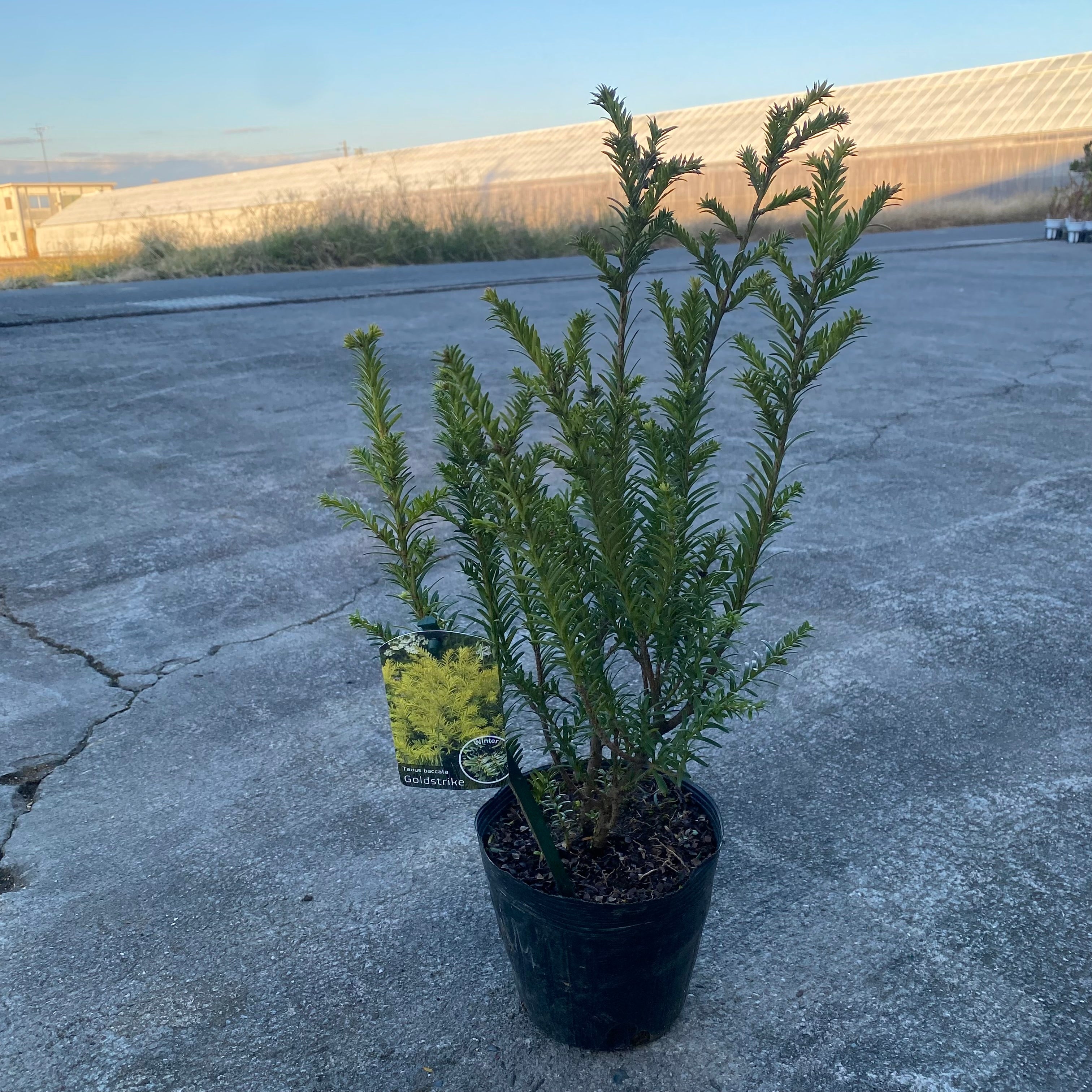 Pickup 全ての商品 – 植物家族