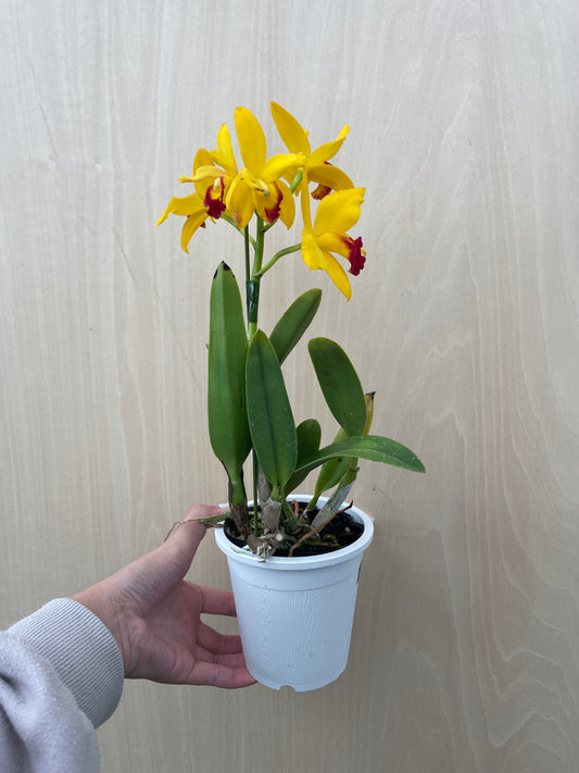 4/14 仕入れ即売会 No.007 ミニカトレア 3号鉢