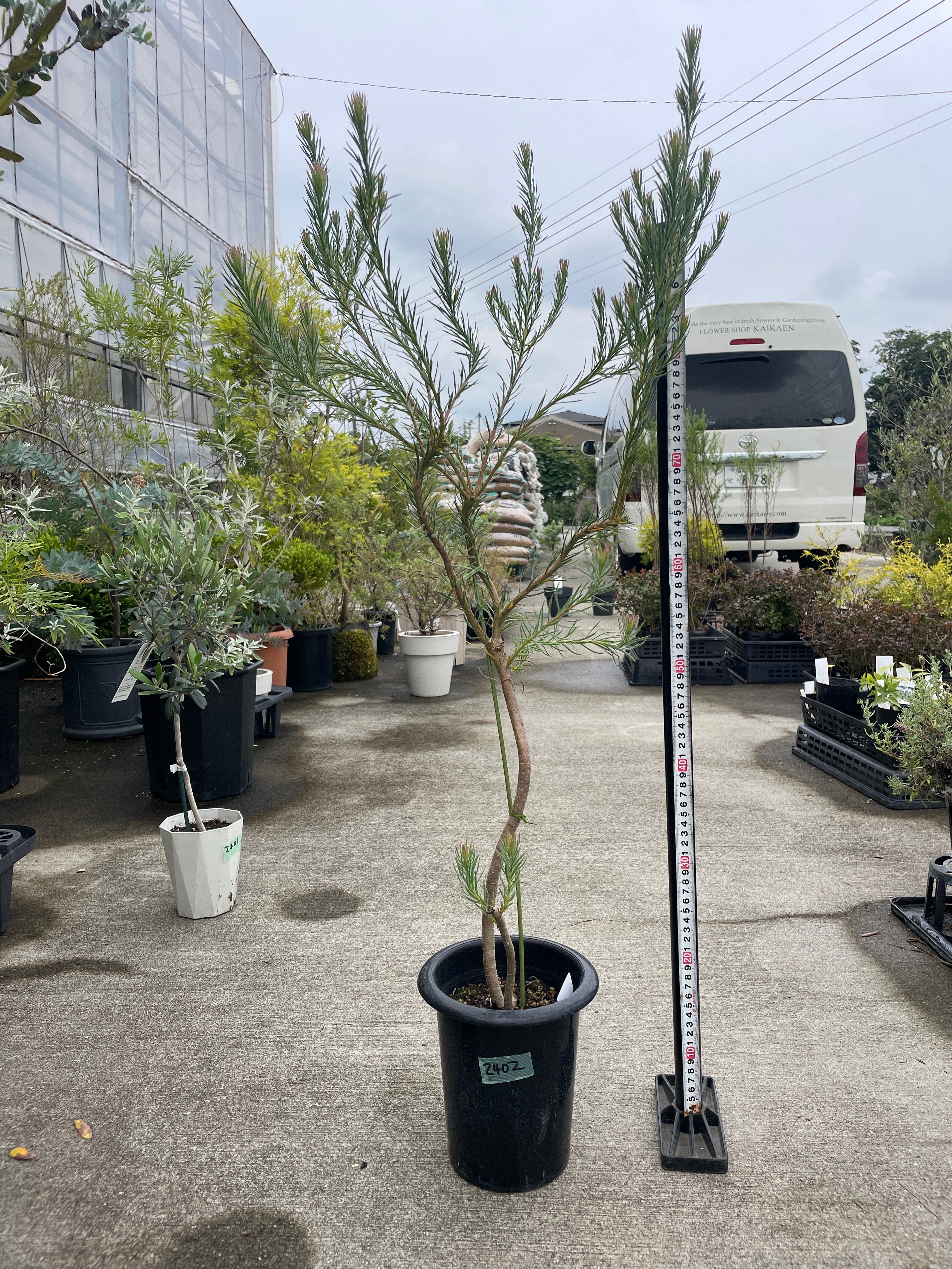 Pickup 全ての商品 – 植物家族