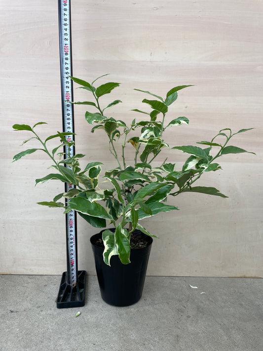 M49 レモン ピンクレモネード 5号苗ポット