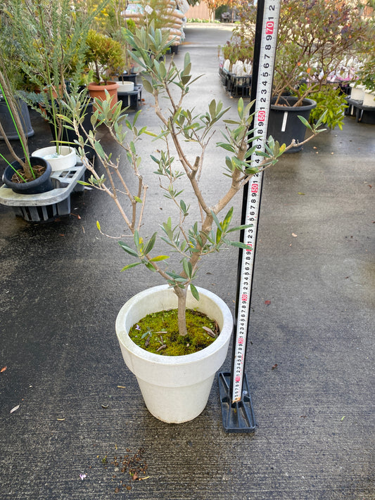 農場創業祭 No.26069 オリーブ 7号おすすめ白ポット