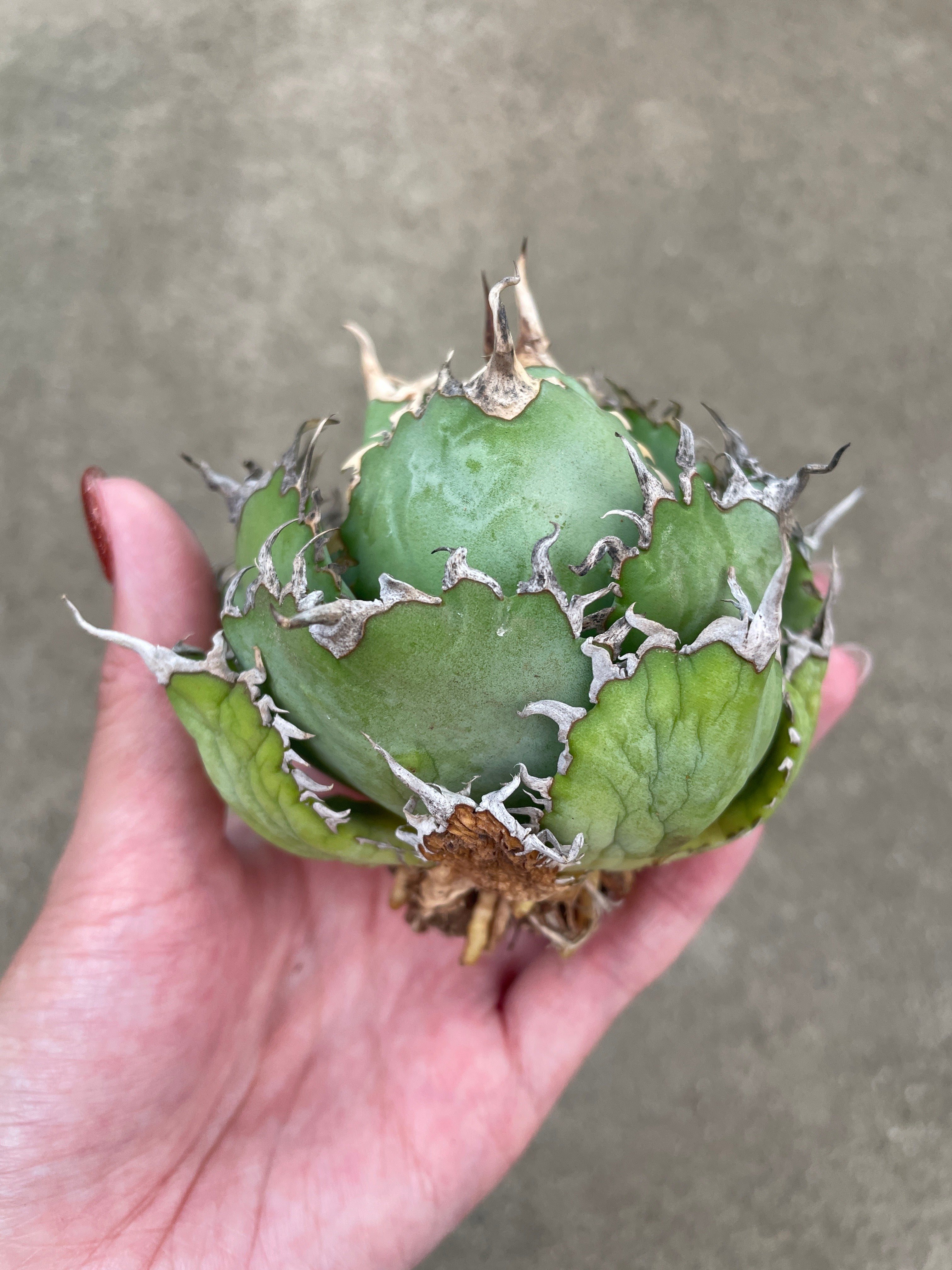 No.07063 アガベ 抜き苗 – 植物家族