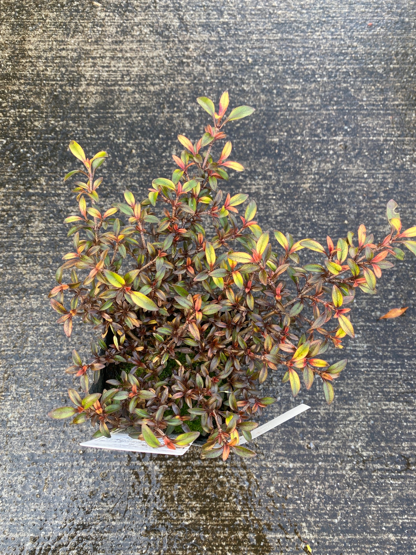 農場創業祭 No.26039　コプロスマ　オータムヘーゼ　3号苗ポット