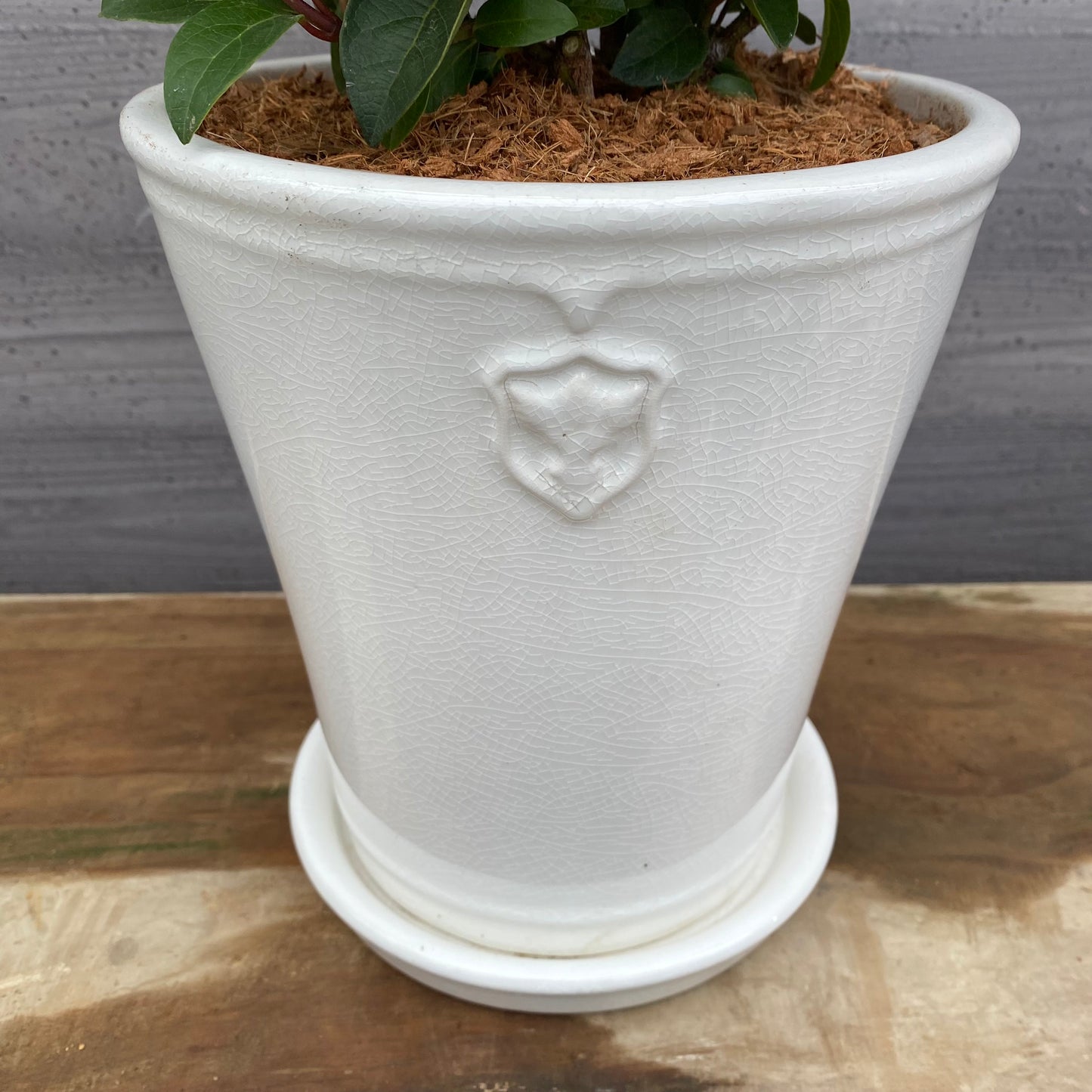 ビバーナムティヌス　花郷園さんオリジナルポット