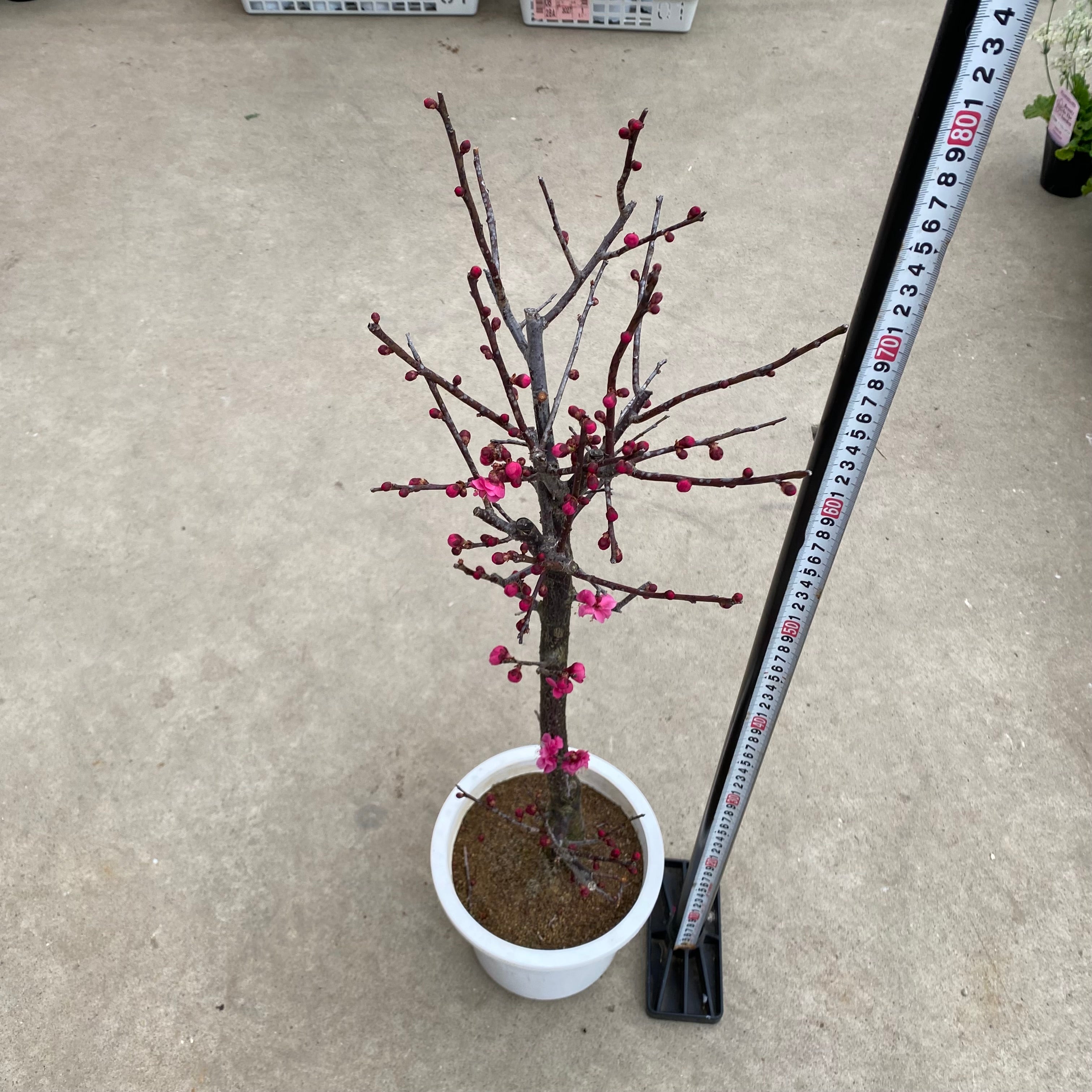 20021 花梅 鹿児島紅梅 6号鉢 – 植物家族