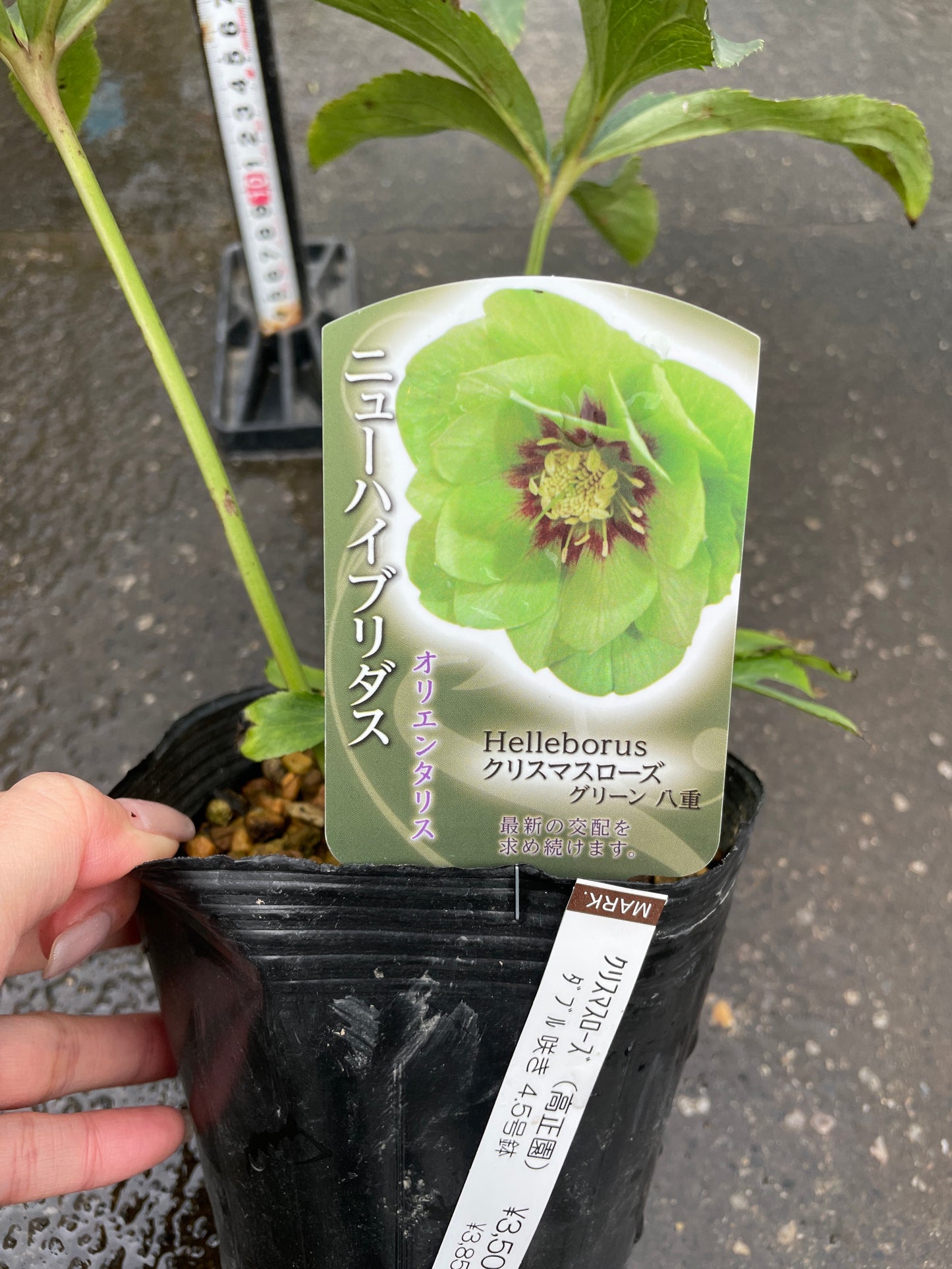M43　クリスマスローズ　グリーン八重　4.5号苗ポット