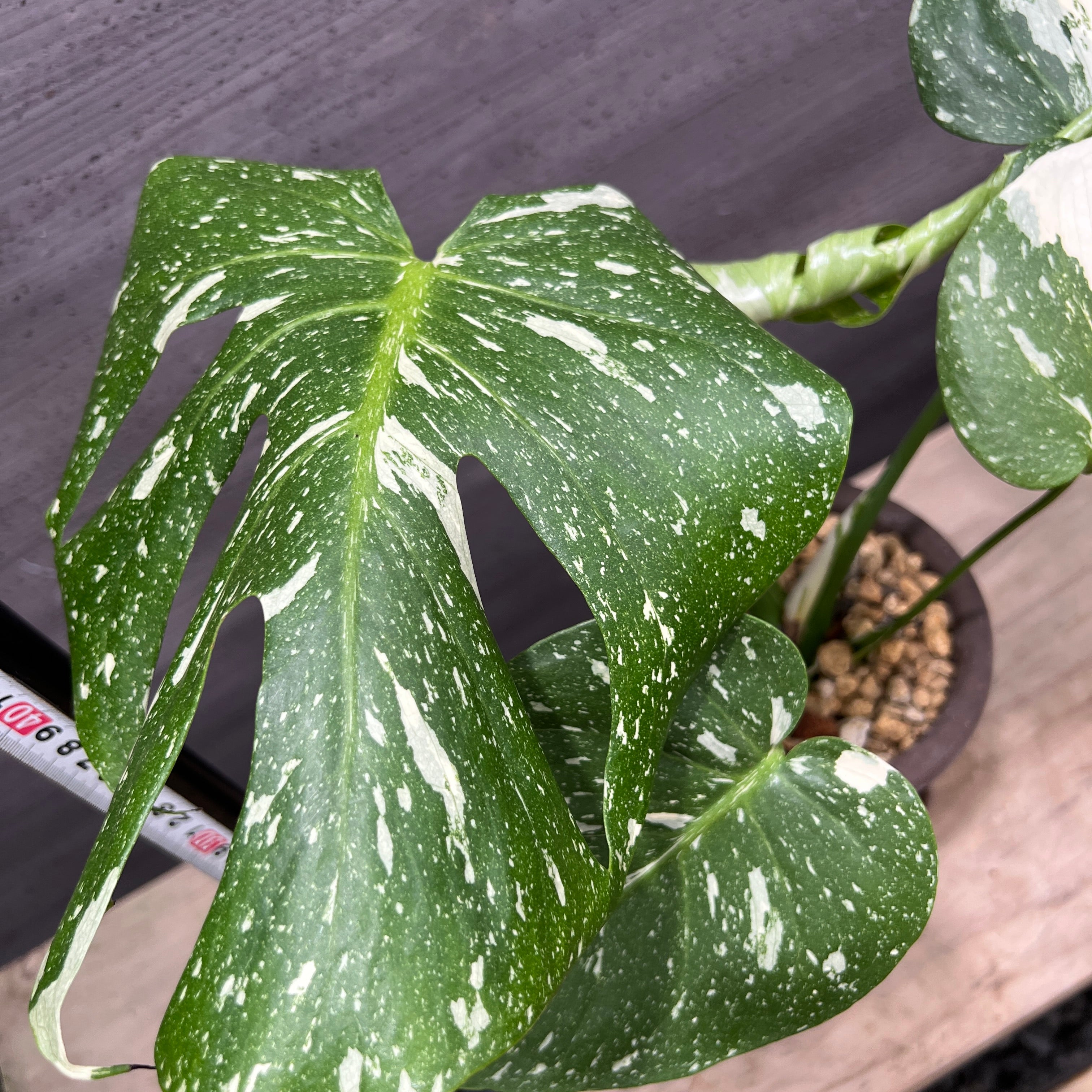 No.21105 モンステラ タイコンステレーション BERGS陶器鉢 – 植物家族