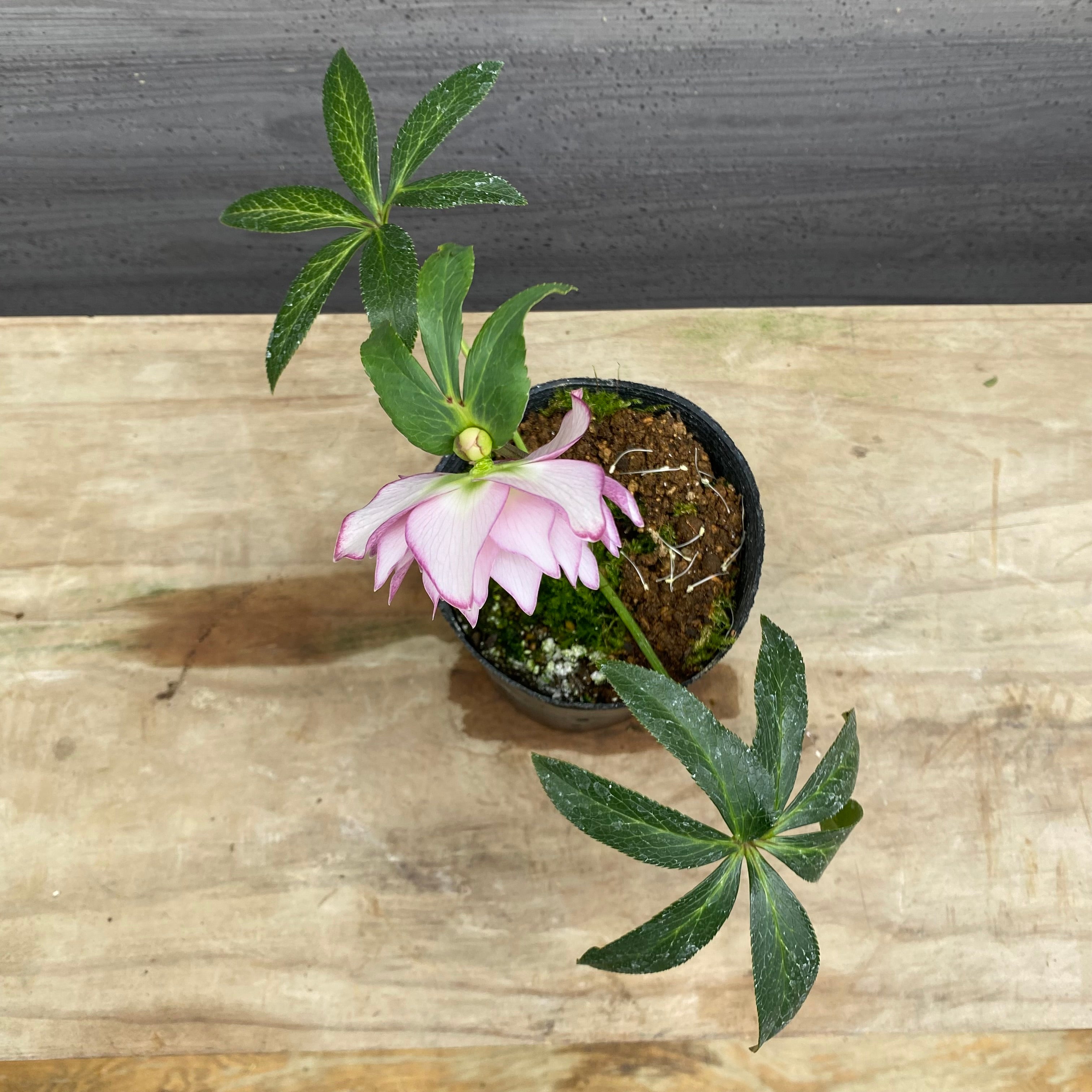 即売会 No.27098 クリスマスローズ ダブル咲き 3.5号苗ポット – 植物家族