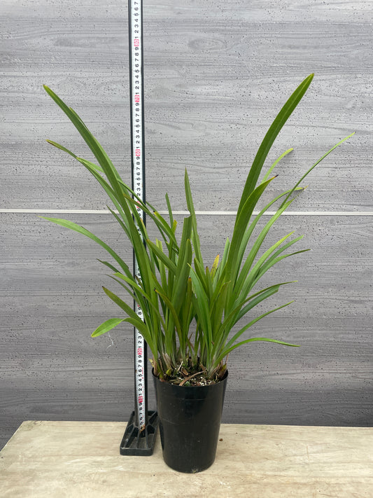 No.06030　シンビジューム　金稜辺　5号鉢