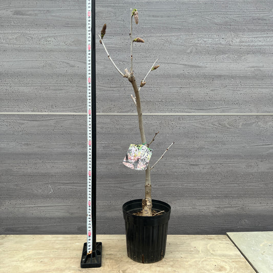 No.03002　花藤　九尺藤　6号鉢