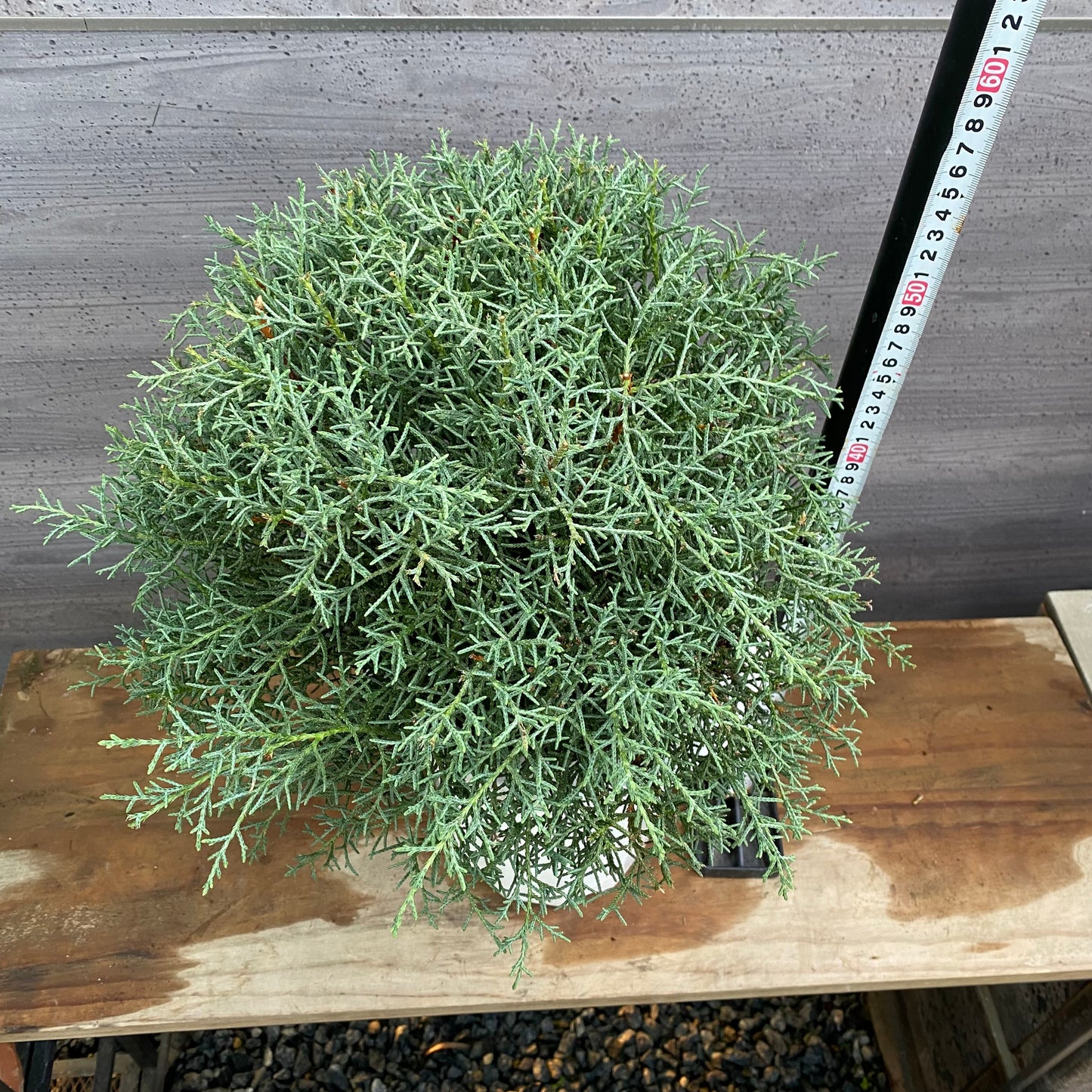 市場仕入れ即売会　No.25091　ブルーアイス　8号鉢