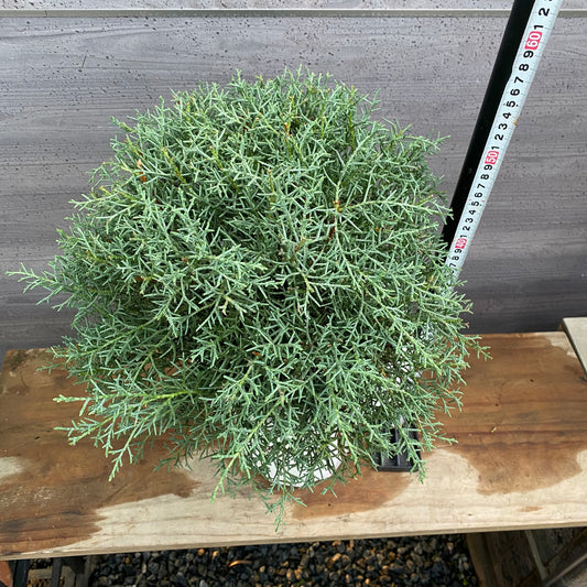 市場仕入れ即売会　No.25091　ブルーアイス　8号鉢