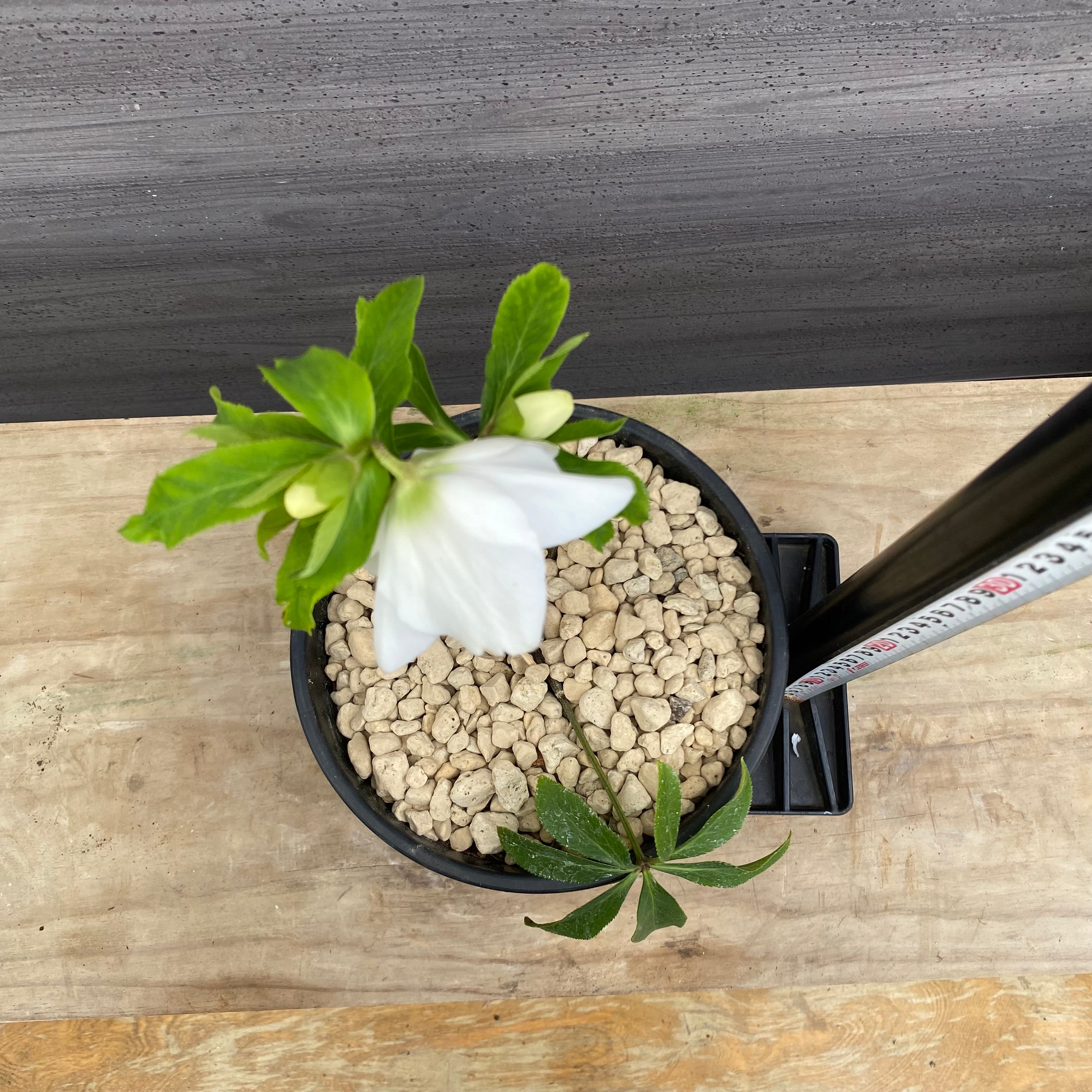 No.22022 クリスマスローズ 6号鉢 – 植物家族